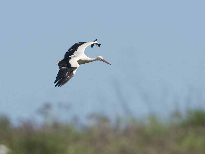 Ciconia ciconia White Stork Ooievaar